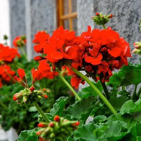 Hotell Suisse, Charming Alpine