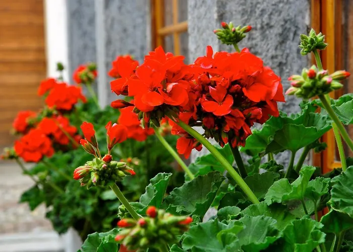 Hotel Suisse, Charming Alpine